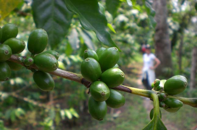Green cherries on the tree are the hopeful sign that an abundant crop is on the horizon; some 10 million small-scale farmers depend on coffee as their primary source of income.